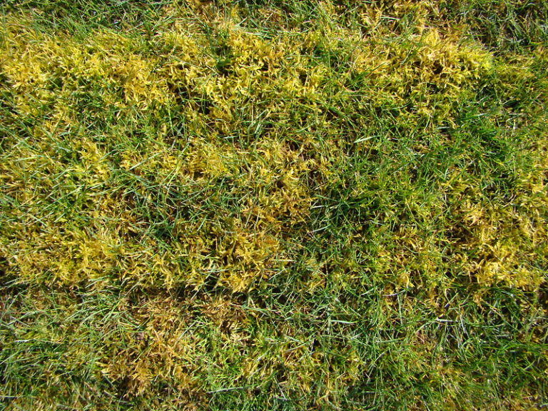 mossa-i-grasmatta