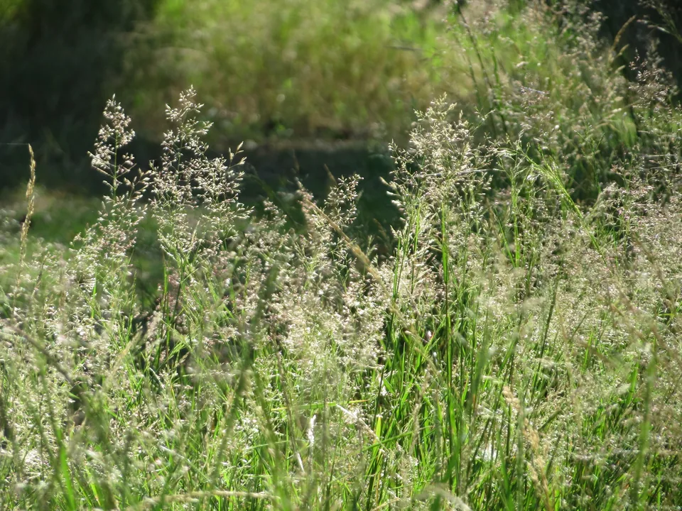 Rödven (Agrostis capillaris), fingrenig gräsplanta med tunna blad och luftig vippa.