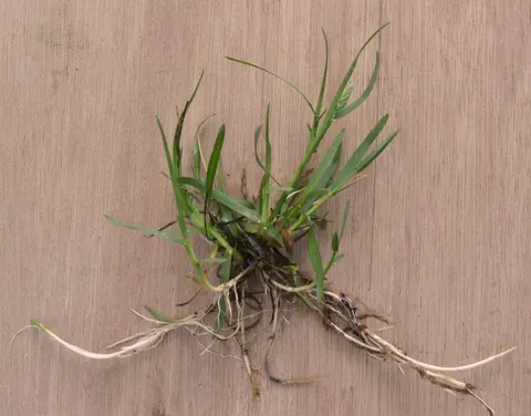 Ängsgröe (Poa pratensis) i tätt bestånd.