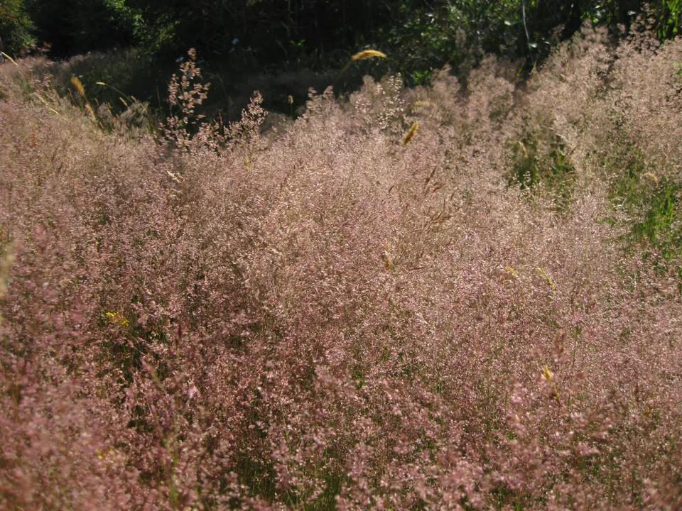 Rödsvingel (Festuca rubra), tunna, mörkgröna, hoprullade blad i gräsmatta.