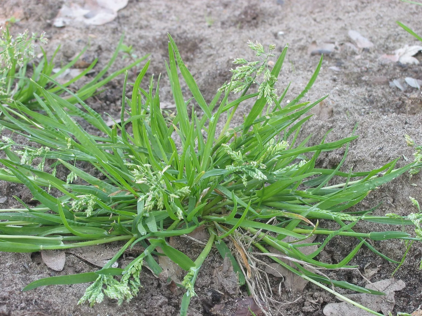 Vitgröe/annuell gröe (Poa annua), ljusgrön låg gräsplanta med karaktäristiska krusiga vippor.